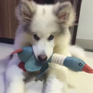 Duck Chew Toy